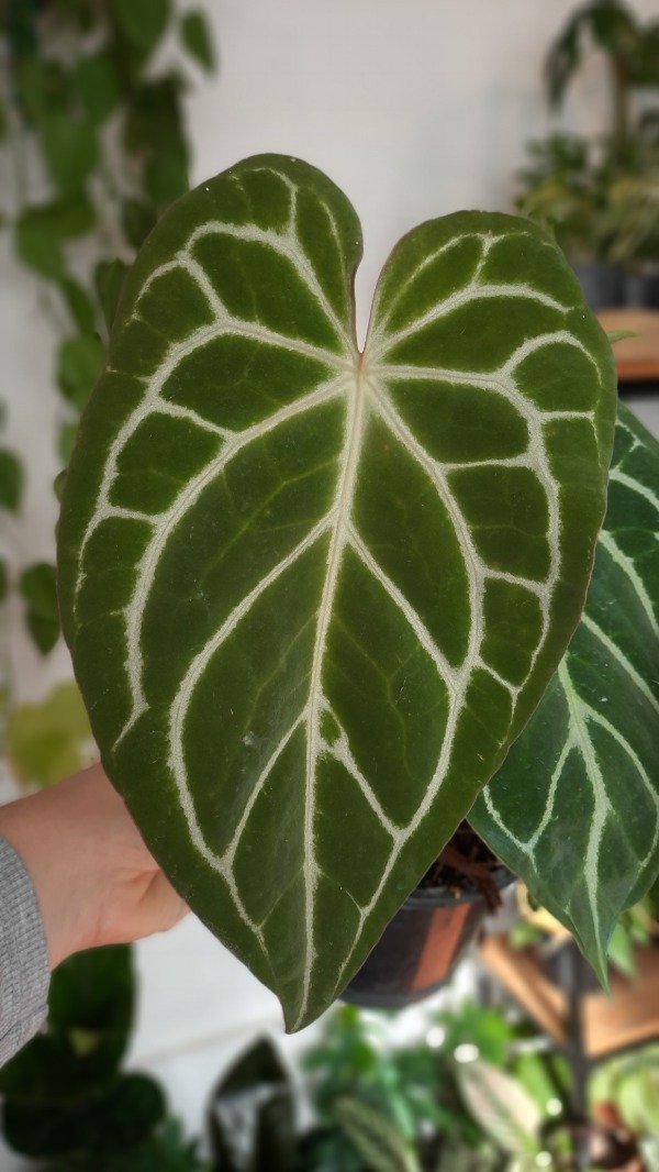 Producto - Anthurium Crystallinum