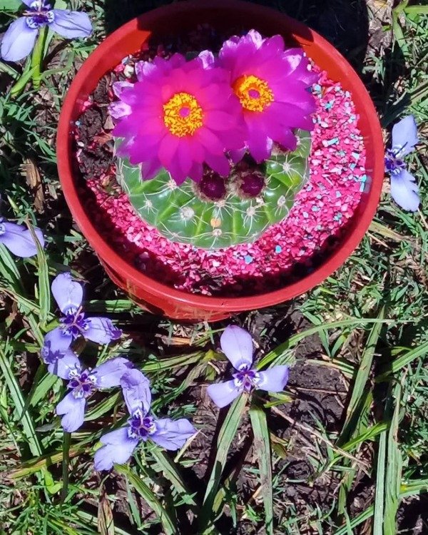 Producto - Cactus Globo (Notocactus uebelmanniana) - 1