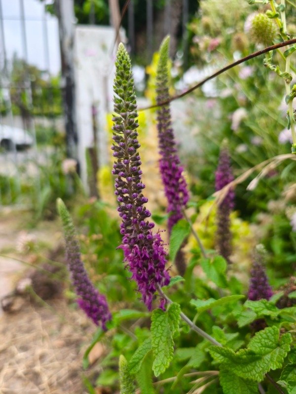 Producto - Teucrium otoño invierno