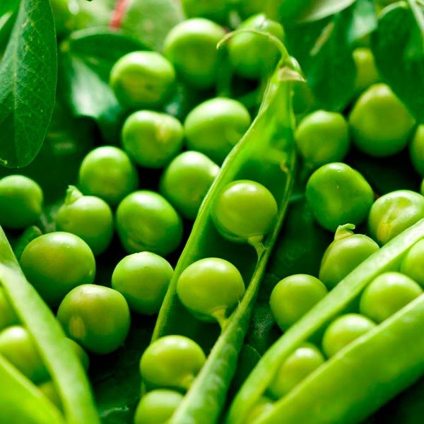 Producto - Semillas agroecologicas de arveja
