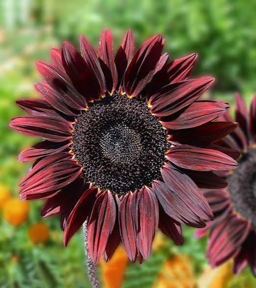 Producto - Girasol chocolate cherry