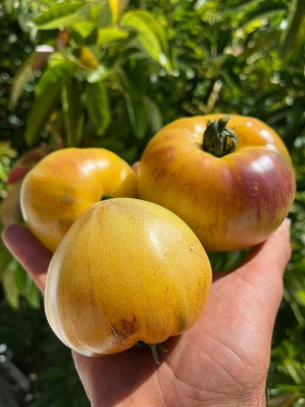 Producto - SEMILLAS DE TOMATE SARGENTO PEPPER'S AMARILLO