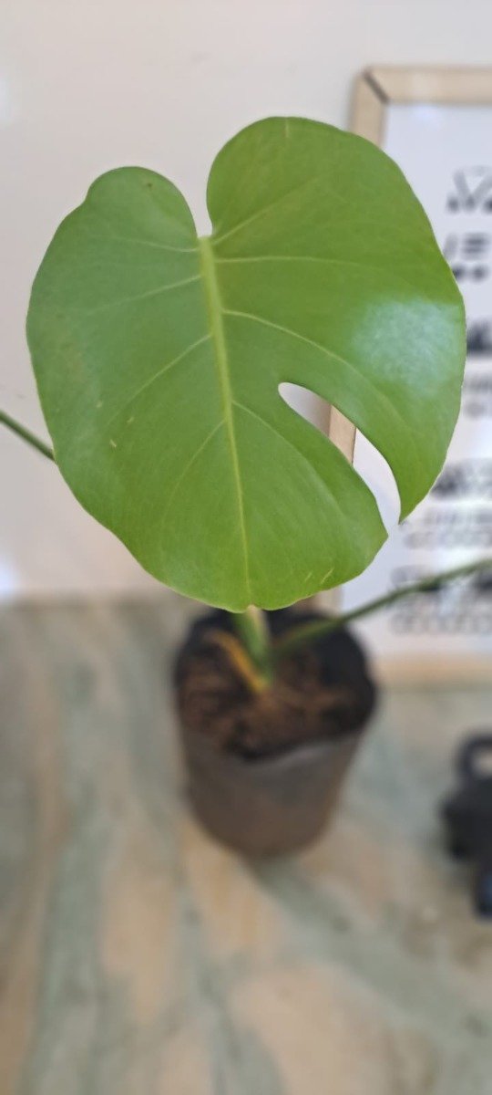 Producto - Monstera Deliciosa (Costilla de Adán)