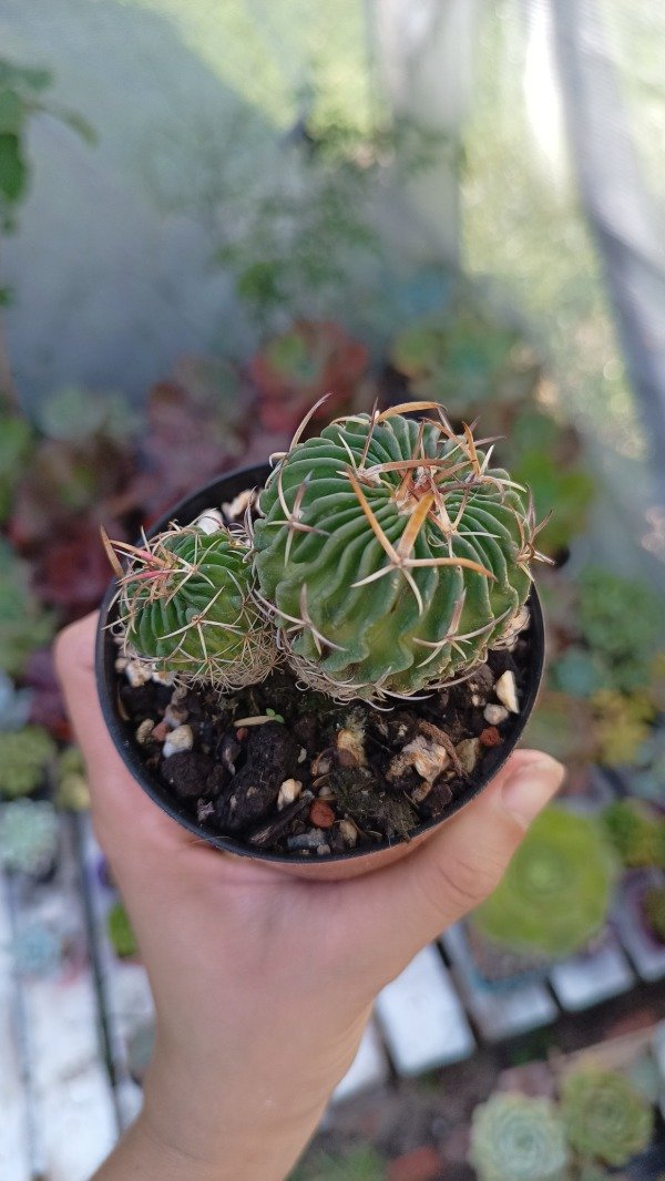 Producto - Stenocactus multicostatus