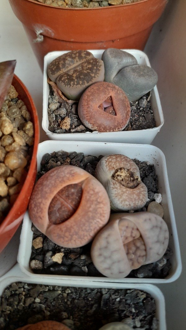 Producto - Lithops o Cactus piedra triple