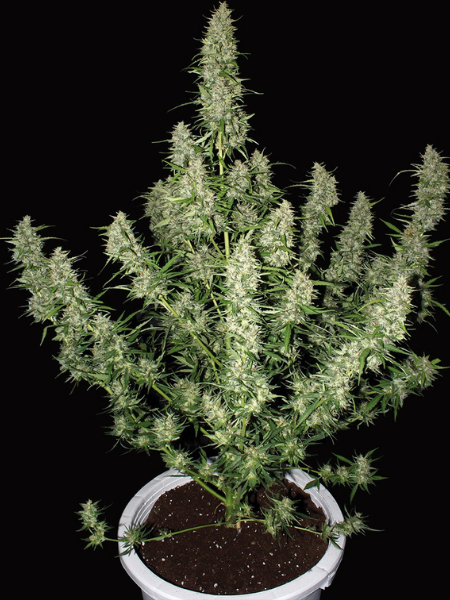 Producto - Magnum Auto x3 - Buddha Seeds