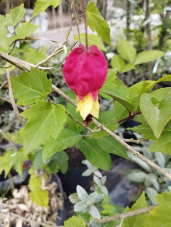 Producto - Abutilón megapotamicum - 1