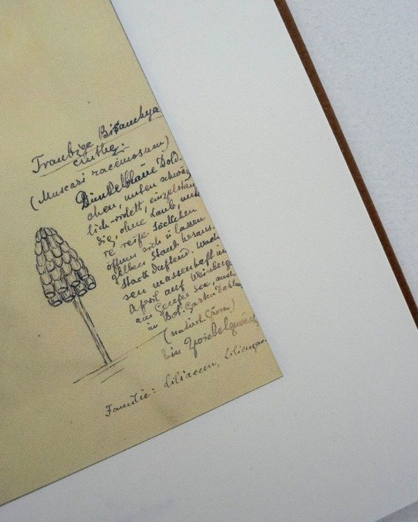 Producto - ROSA LUXEMBURG, HERBARIO - BUCH WALD EDITORIAL - 2