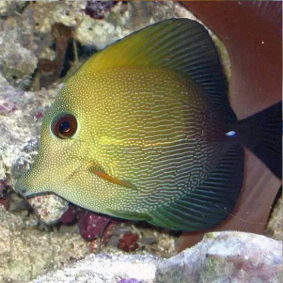 Producto - Zebrasoma scopas