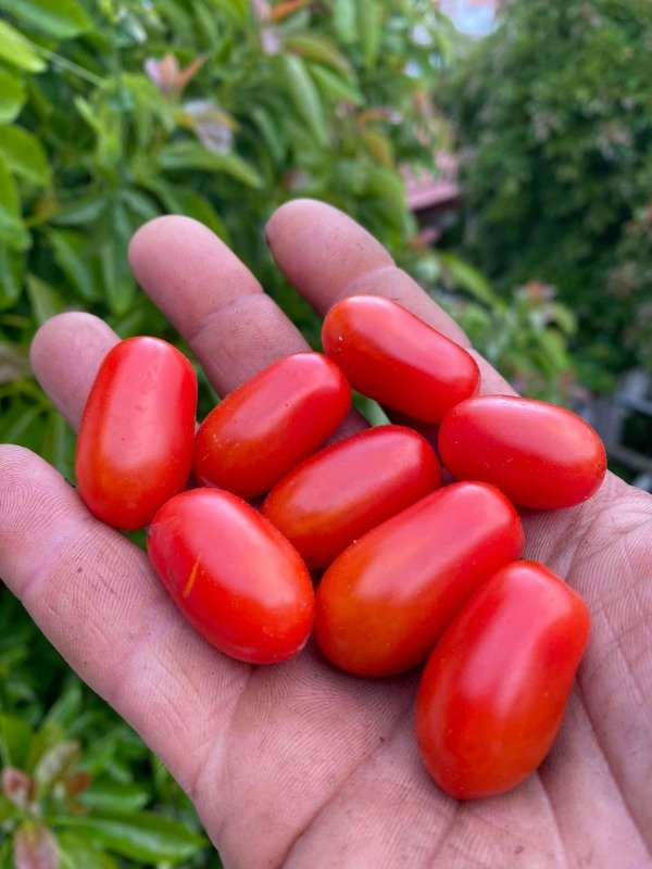 Producto - SEMILLAS DE TOMATE CHERRY SPRITE MULTIFLORA SUPER DULCE