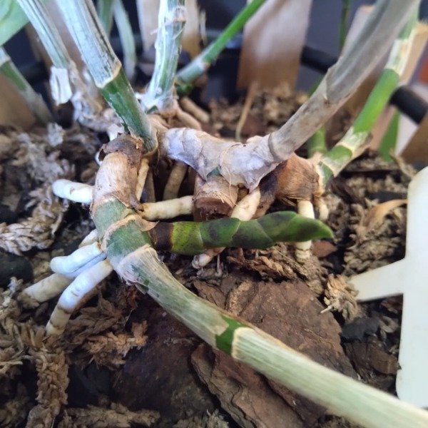 Producto - Cattleya Intermedia - 1