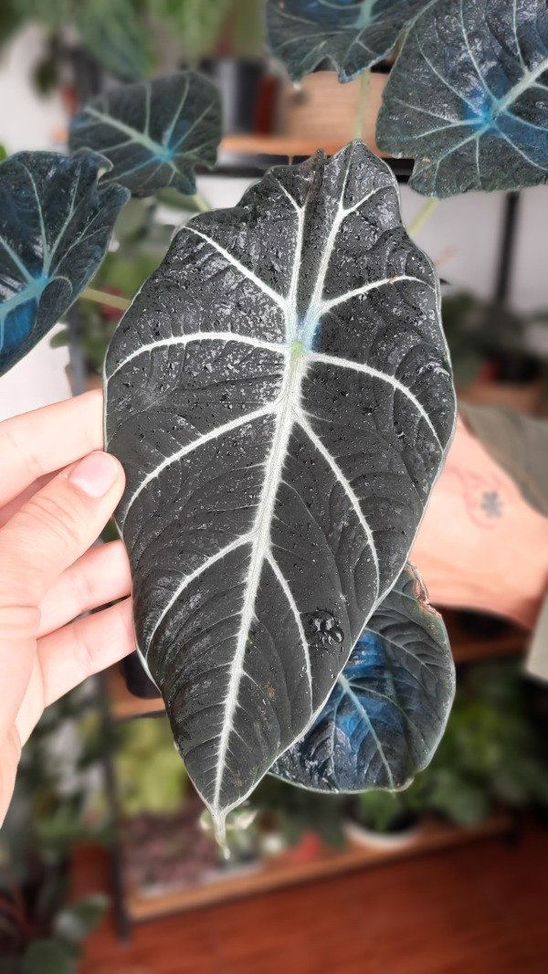 Producto - Alocasia Black Velvet