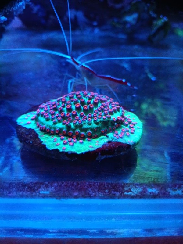 Producto - Cyphastrea serailla Meteor Shower Coral