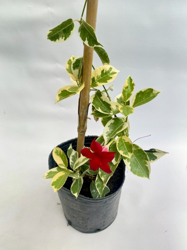 Producto - Diplademia variegada en maceta de 3LT