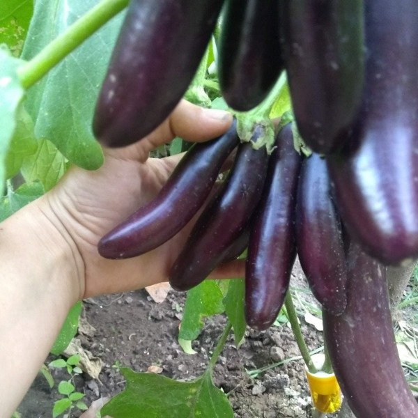 Producto - Berenjena en racimo
