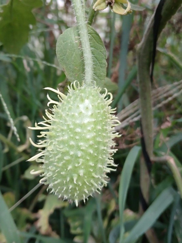 Producto - Pepino Silvestre