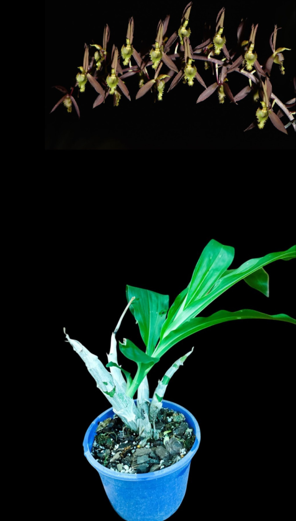 Producto - Catasetum Blackii