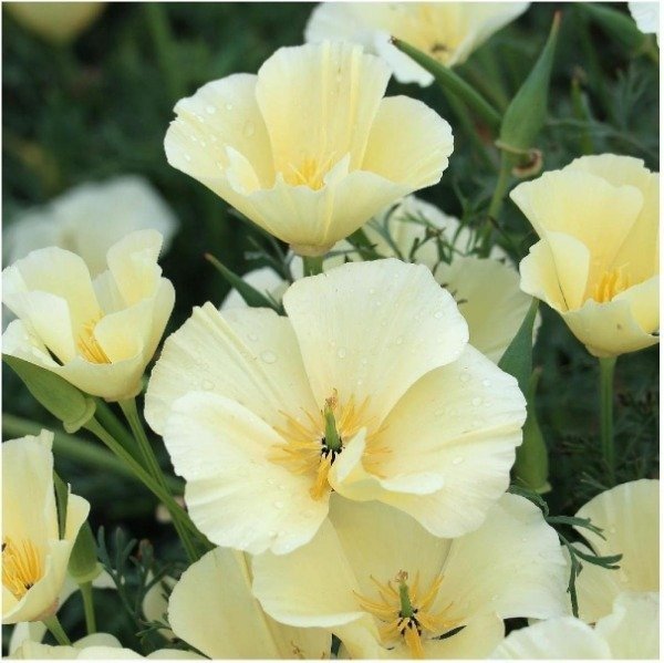 Producto - Semillas De Flor Amapola De California  Ivory Castle - 1
