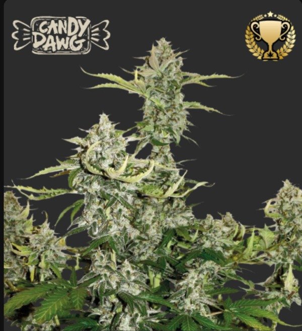 Producto - CANDY DAWG AUTOFLORECIENTE
