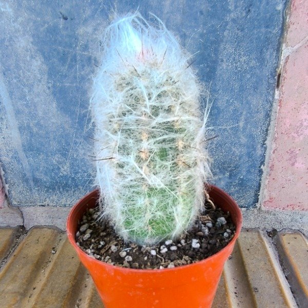 Producto - Oreocereus celsianus