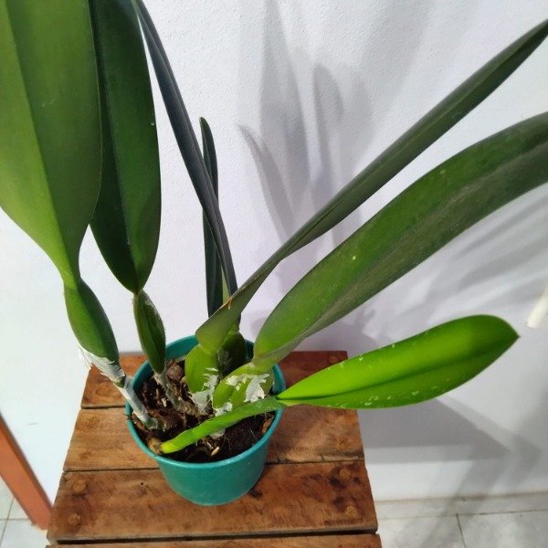 Producto - Laelia Purpurata Tipo - 2