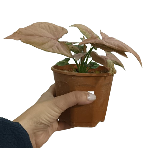 Producto - Singonio Rosado