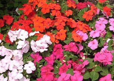 Producto - Petunias
