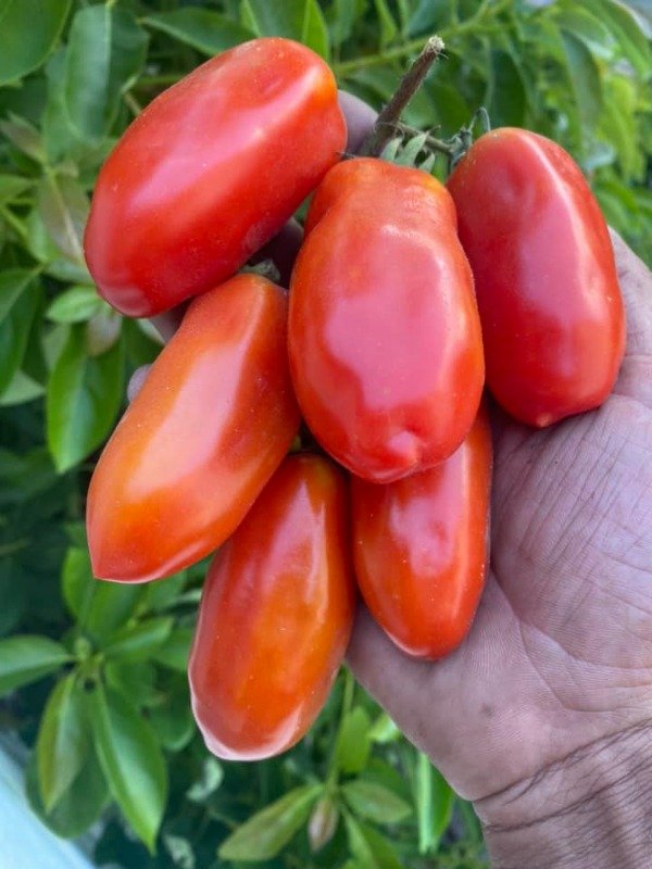 Producto - 150 SEMILLAS DE TOMATE SAN MARZANO NANO SALSA ITALIANO
