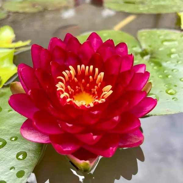 Producto - JARDIN ACUATICO COMPLETO - OFERTA!!!!