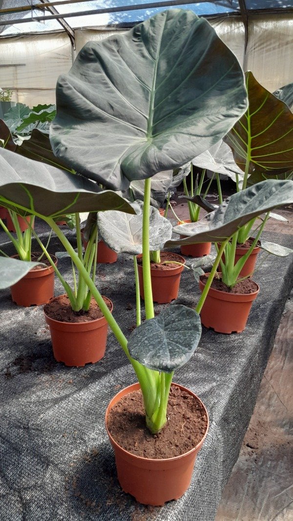 Producto - Alocasia Regal Shield M19