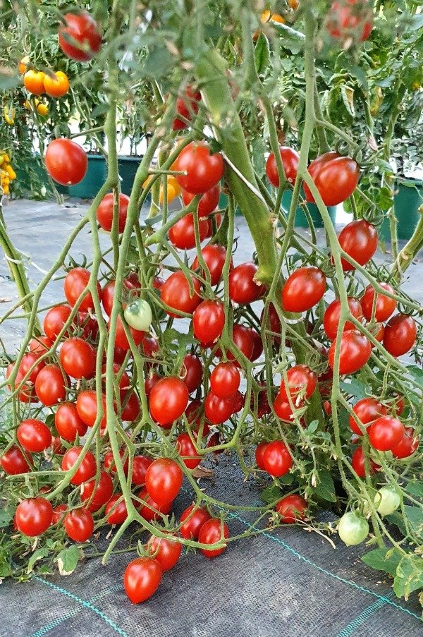 Producto - SEMILLAS DE TOMATE CHERRY MULTIFLORA BLACK CENTIFLOR