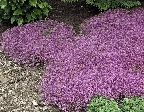 Producto - Semillas De Tomillo Rojo Rastrero Thymus De Cobertura