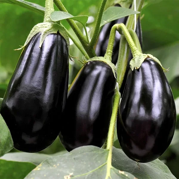 Producto - Berenjena