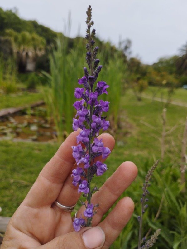 Producto - Linaria purpurea