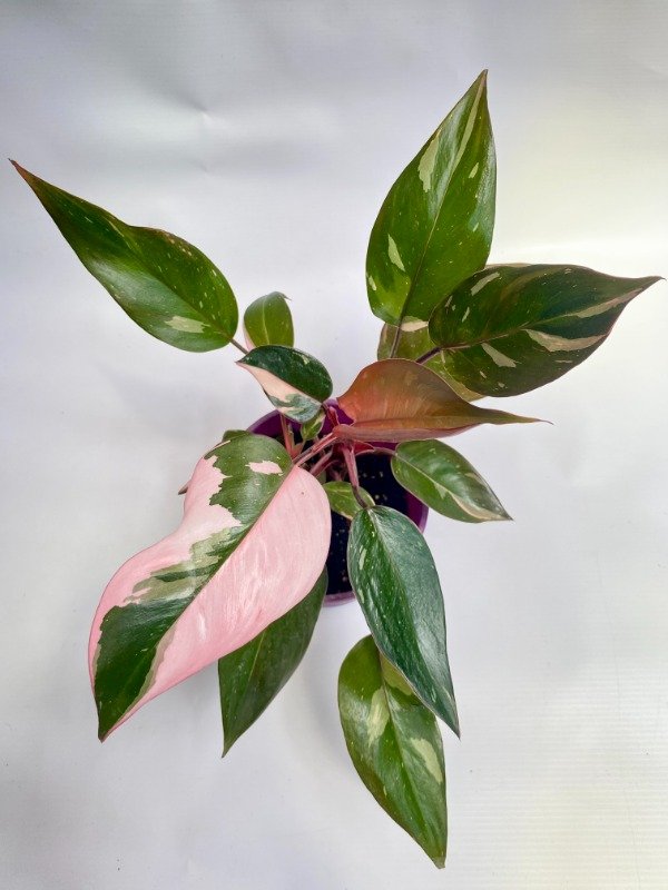 Producto - Philodendron Pink Princess en maceta N12