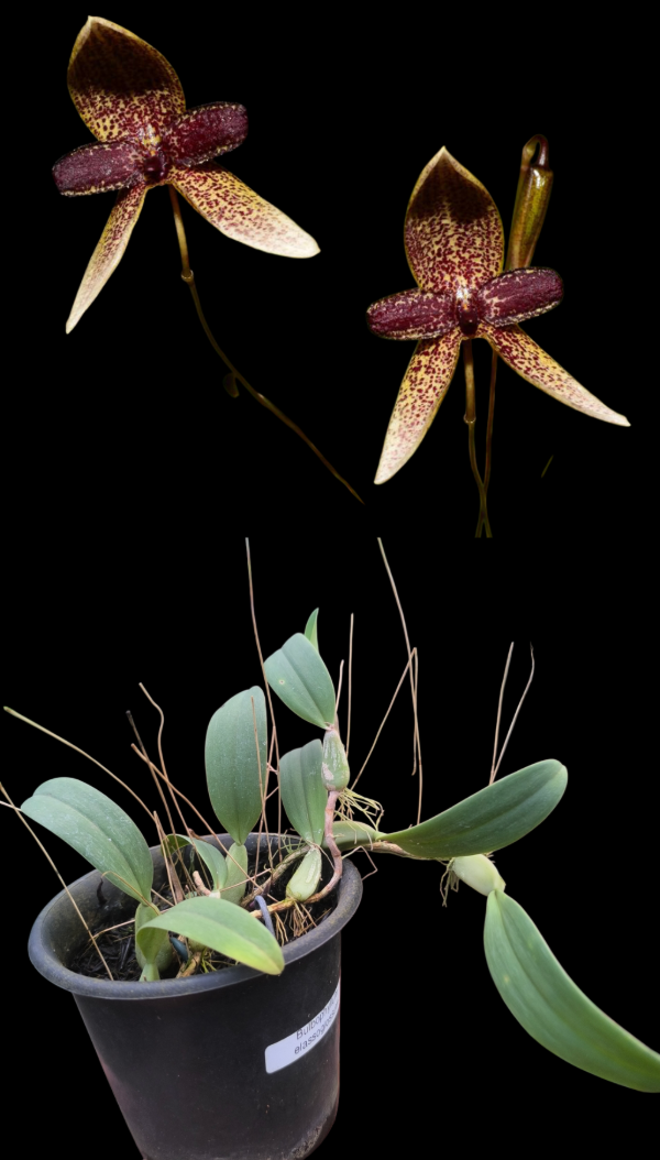 Producto - Bulbophyllum Elassoglossum