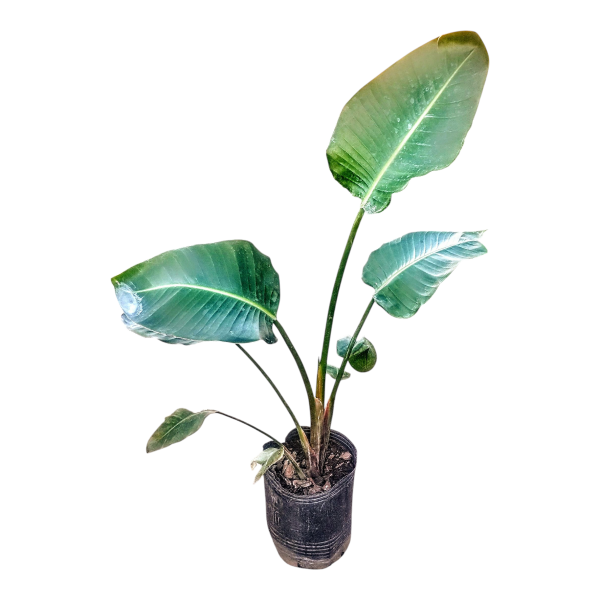Producto - Strelitzia nicolai - Maceta 10 litros