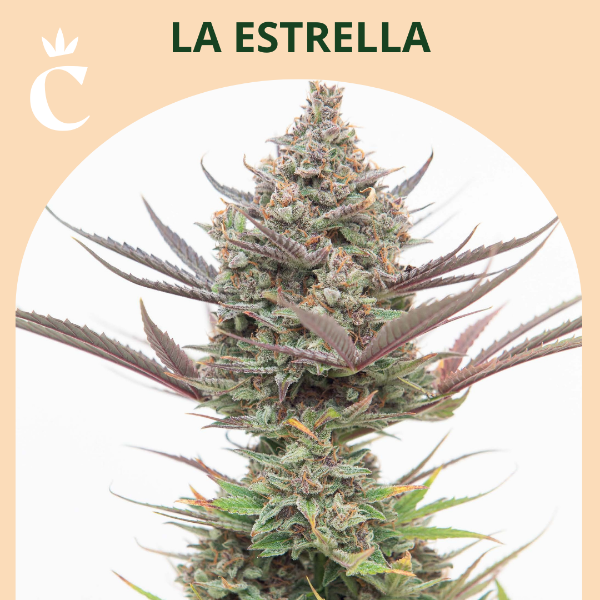 Producto - Bengala xl - Chita seeds