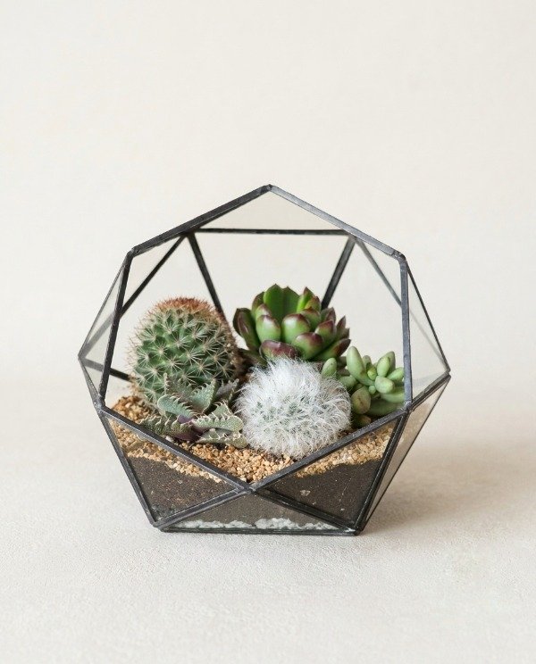 Producto - TERRARIO AMSTERDAM