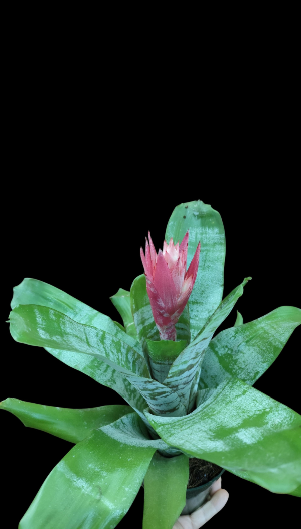 Producto - Bromelia Aechmea