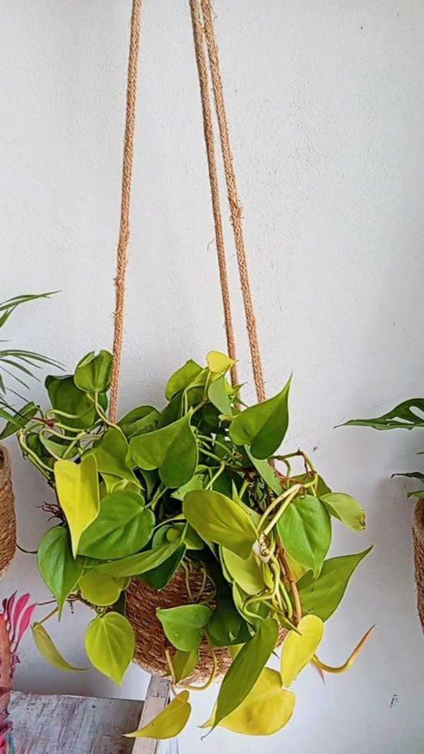 Producto - Philodendron scandens