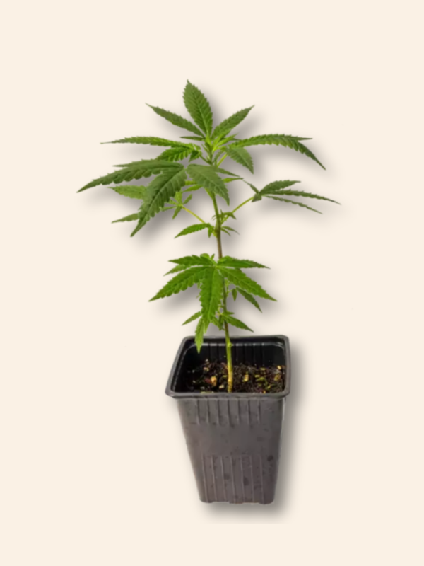 Producto - Clones en stock