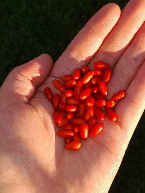 Producto - 15 Semillas de Chile Piquín - 0