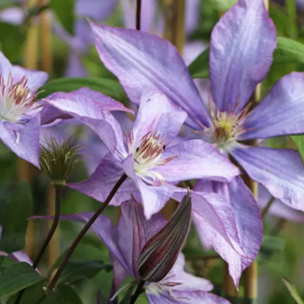 Producto - Clematis Dorothy Walton