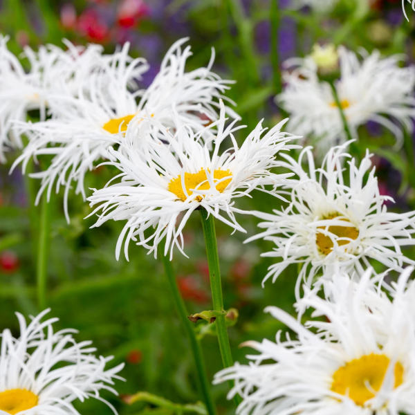 Producto - Margaritón Shasta Daisy