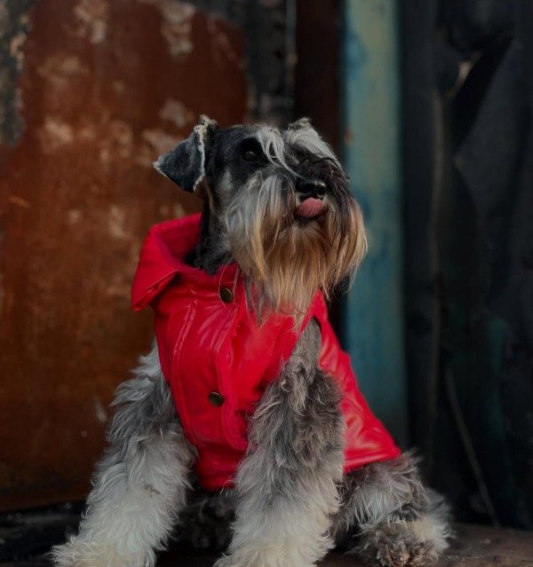 Producto - CAMPERA PUFFER HOT RIDE