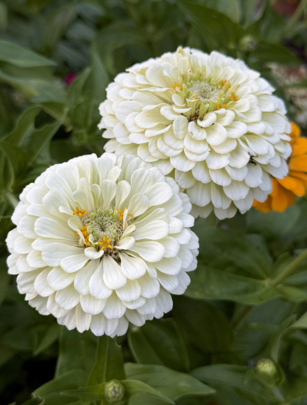Producto - Zinnia elegans Benary's Giant - 3