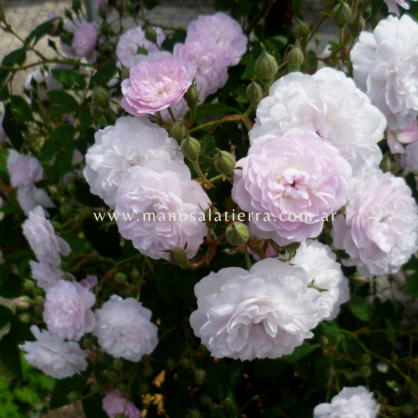 Producto - Rosal Clg. Laure Davoust - 5