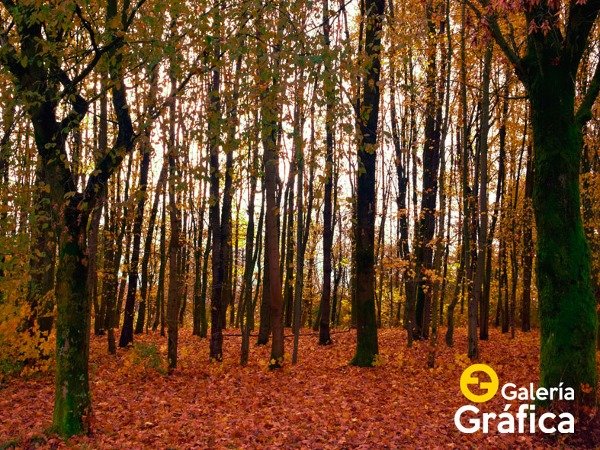 Producto - Bosque FS FS08