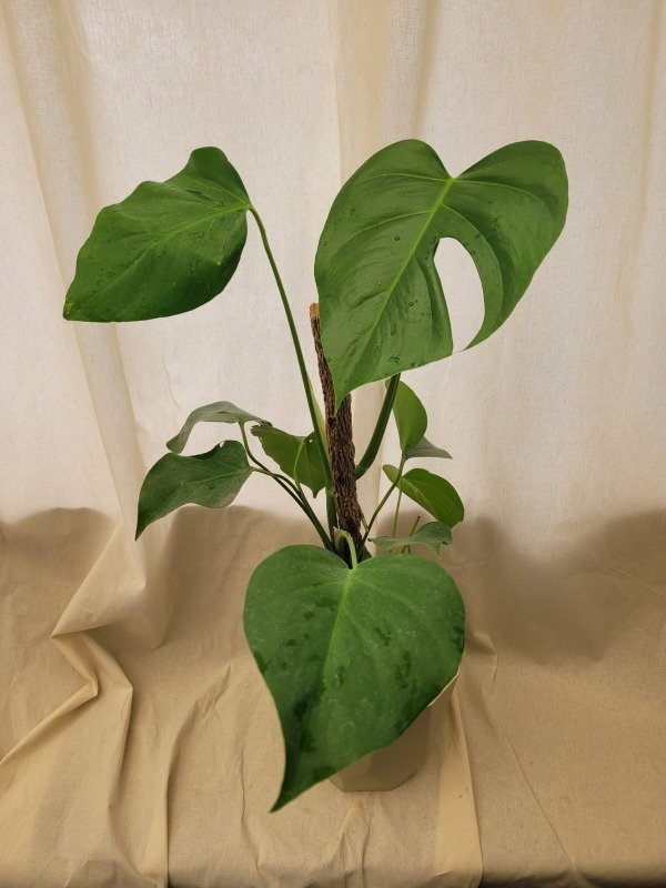 Producto - Monstera Deliciosa